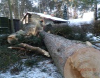 Postupné rizikové kácení 3ks Pinus sylvestris l. - borovice lesní na soukromém pozemku