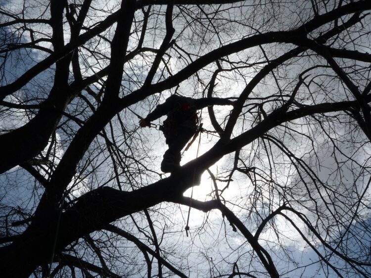 Ošetření dřevin Dřísy